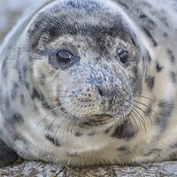 Buy canvas prints of Donna Nook Seal Pup  by Jon Fixter