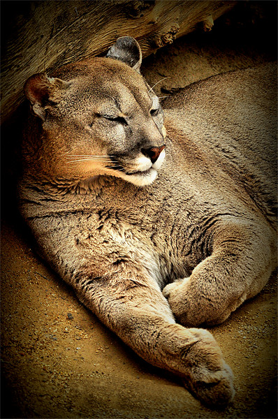A Puma sleeps having a  lazy day Picture Board by Jon Fixter