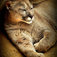 Buy canvas prints of A Puma sleeps having a  lazy day by Jon Fixter
