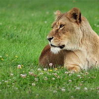 Buy canvas prints of lioness by Jon Fixter