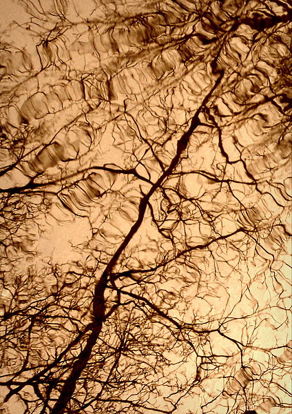 Tree Reflextions Picture Board by Jon Fixter