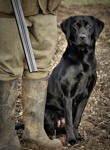 Black Labrador  Gundog awaiting command  Picture Board by Jon Fixter