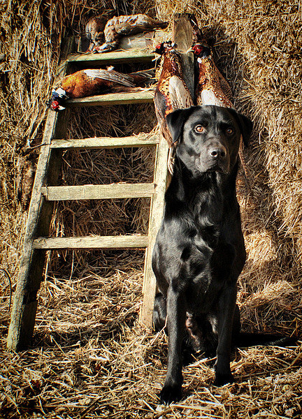  Black Labrador His Work is over  Picture Board by Jon Fixter