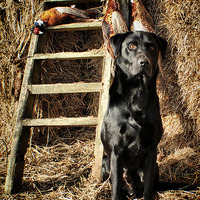 Buy canvas prints of  Black Labrador His Work is over  by Jon Fixter