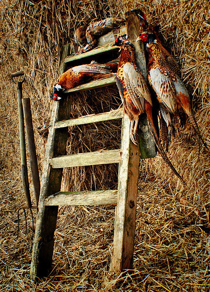  The Prize of pheasants Picture Board by Jon Fixter