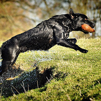 Buy canvas prints of  Black Labrador  wet Retrieve  by Jon Fixter