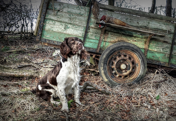 Springer Spaniel  Awaiting Command  Picture Board by Jon Fixter