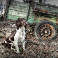 Buy canvas prints of Springer Spaniel  Awaiting Command  by Jon Fixter
