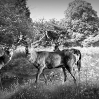 Buy canvas prints of  The Stag Party by Jon Fixter