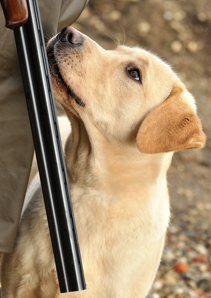 Yellow Labrador Picture Board by Jon Fixter