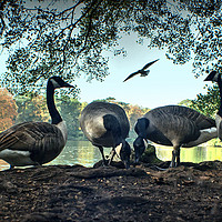 Buy canvas prints of Geese Feeding  by Jon Fixter