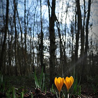 Buy canvas prints of Let the Light shine on in spring by Jon Fixter