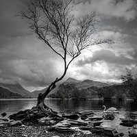 Buy canvas prints of The Lone Tree, & Swan Llyn Padarn, Llanberis by Jon Fixter
