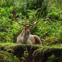 Buy canvas prints of Stag Resting  by Jon Fixter