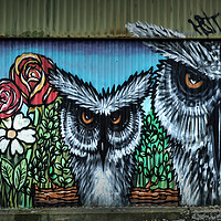 Buy canvas prints of Wise Owls  by Jon Fixter