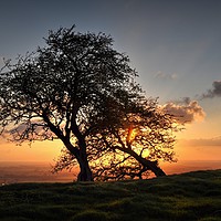 Buy canvas prints of As the sun sets behind Hawthorn trees  by Jon Fixter