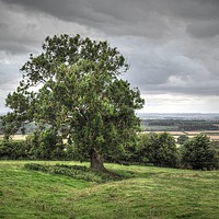 Buy canvas prints of Alone tree by Jon Fixter