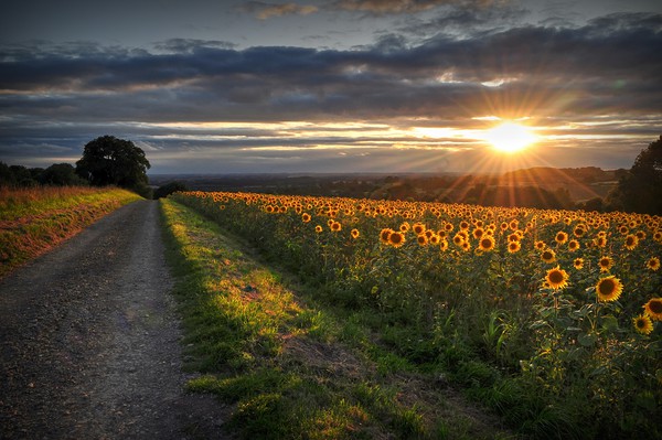 Sun rays & Sunflowers  Picture Board by Jon Fixter