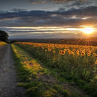 Buy canvas prints of Sun rays & Sunflowers  by Jon Fixter