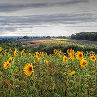 Buy canvas prints of Full of Sunflowers  by Jon Fixter