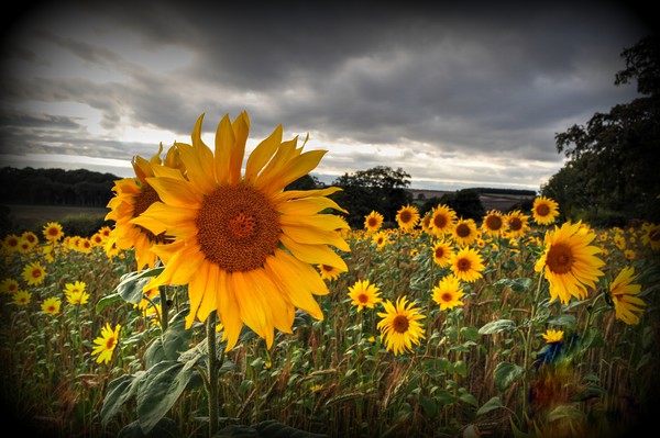 Full of Sunflowers  Picture Board by Jon Fixter