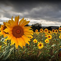 Buy canvas prints of Full of Sunflowers  by Jon Fixter