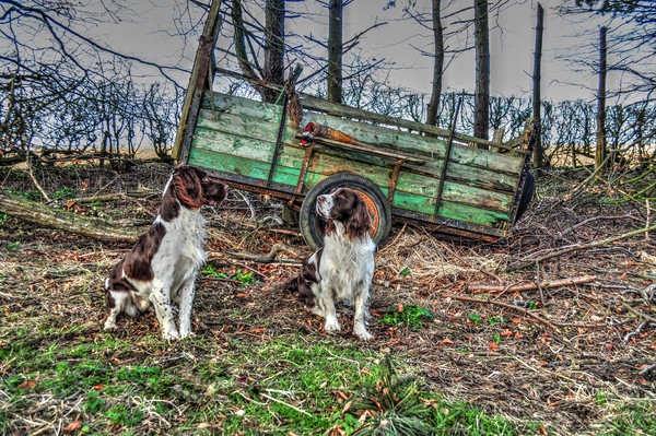 springer spaniels  working dogs Picture Board by Jon Fixter