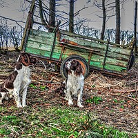 Buy canvas prints of springer spaniels  working dogs by Jon Fixter