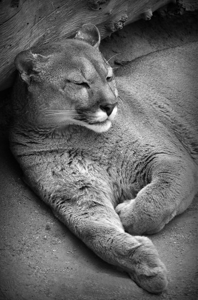 Sleeping Puma  Picture Board by Jon Fixter