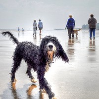 Buy canvas prints of cockapoo with Dog Walkers  by Jon Fixter