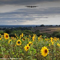Buy canvas prints of Lancaster Approach with  Sunflowers   by Jon Fixter