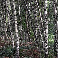 Buy canvas prints of Silver Birch trees  by Jon Fixter