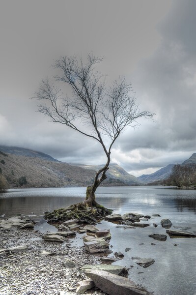 Llyn Padarn The Lone Tree  snowdonia  Picture Board by Jon Fixter