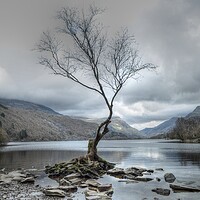 Buy canvas prints of Llyn Padarn The Lone Tree  snowdonia  by Jon Fixter