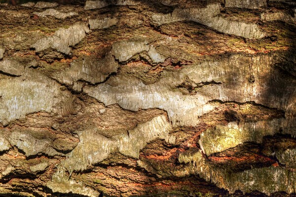 Textures of Tree Bark  Picture Board by Jon Fixter