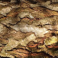 Buy canvas prints of Textures of Tree Bark  by Jon Fixter