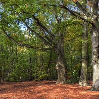 Buy canvas prints of Autumn Morning Light in the wood by Jon Fixter