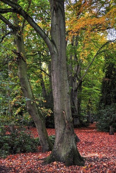 Woodland in Autumn color's  Picture Board by Jon Fixter