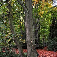 Buy canvas prints of Woodland in Autumn color's  by Jon Fixter