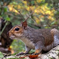 Buy canvas prints of squirrel on a branch by Jon Fixter