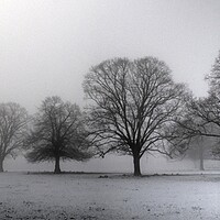 Buy canvas prints of Trees in morning mist  by Jon Fixter