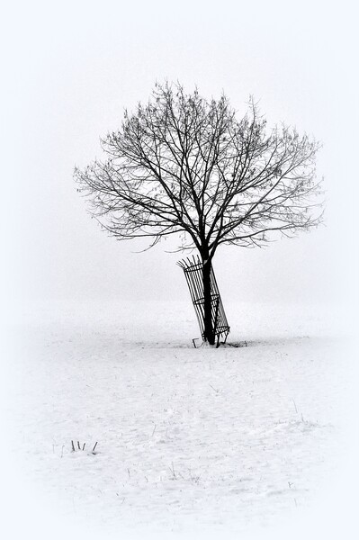 A Lone winters tree  Picture Board by Jon Fixter