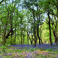 Buy canvas prints of Bluebell wood  by Jon Fixter