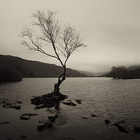 Buy canvas prints of The Lone Tree of Llyn Padarn by Jon Fixter