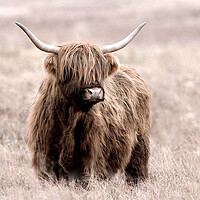Buy canvas prints of The Little Highlander  by Jon Fixter