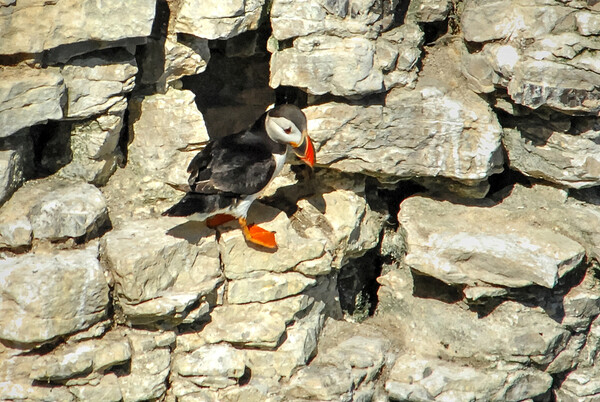 Puffin on cliff face  Picture Board by Jon Fixter