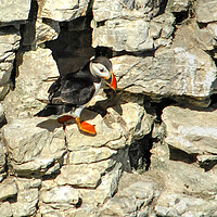 Buy canvas prints of Puffin on cliff face  by Jon Fixter