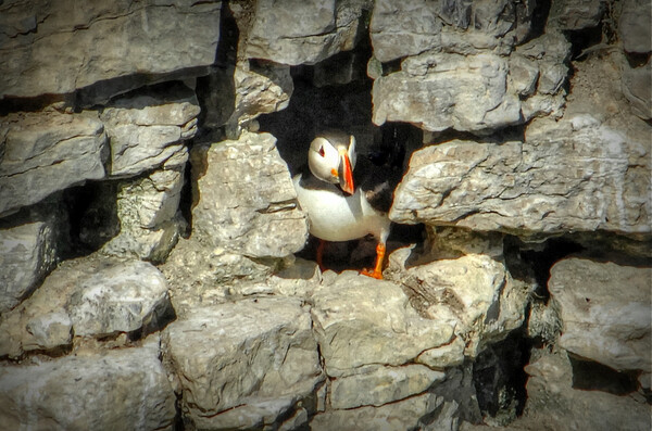 Puffin at home Picture Board by Jon Fixter