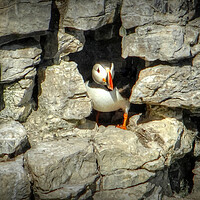 Buy canvas prints of Puffin at home by Jon Fixter