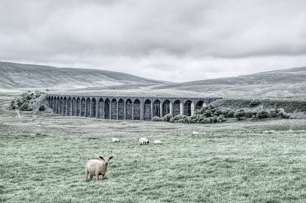 Ribblehead Viaduct  Picture Board by Jon Fixter